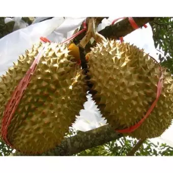 87 Gambar Pohon Durian Unggul 