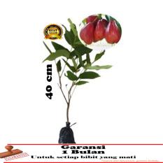 daftar harga pelembab citra terbaru tabel harga daftar harga pelembab citra terbaru tabel harga