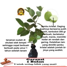 Bibit Tanaman Jambu Kristal