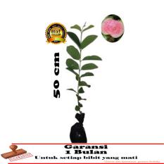 bibit tanaman jambu kristal merah 50cm