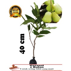 bibit TANAMAN jambu madu deli hijau 40cm