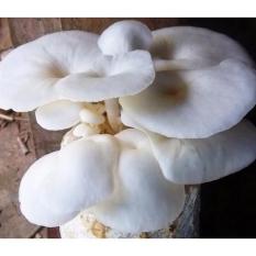 Bibit Tanaman Jamur Tiram