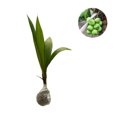 Bibit Tanaman Kelapa Thailand Pandan Wangi Import