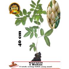 BIBIT TANAMAN kElengkeng matalada okulasi 40cm