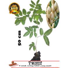 BIBIT TANAMAN kElengkeng matalada okulasi 50cm