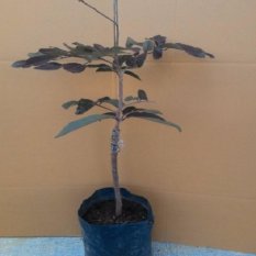 Bibit Tanaman Kelengkeng Merah Red Ruby 50-70 cm