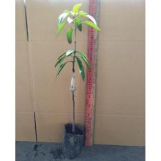 Bibit Tanaman Mangga Alpukat – 60-80 cm