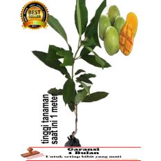 bibit tanaman mangga indramayu 1 meter