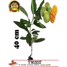bibit tanaman mangga indramayu 40 cm
