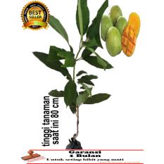 bibit tanaman mangga indramayu 80 cm