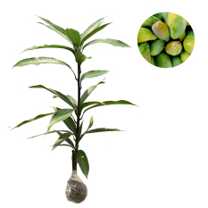 Bibit Tanaman Mangga Indramayu