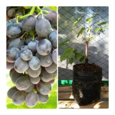Bibit Tanaman Murah Anggur Moscato
