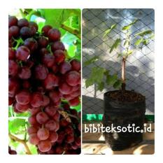 Bibit Tanaman Murah Anggur Red Prince