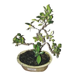 Bibit Tanaman Murah Bonsai Pohon Kimeng