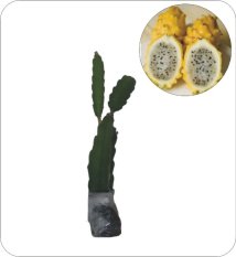 Bibit Tanaman Murah Buah Naga Kuning