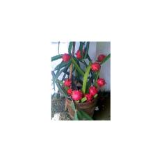 Bibit Tanaman Murah Buah Naga Merah