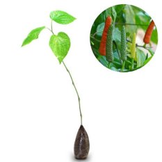 Bibit Tanaman Murah - Cabe Jawa