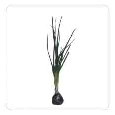 Bibit Tanaman Murah Daun Bawang