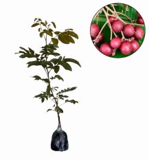 Bibit Tanaman Murah Kelengkeng Merah