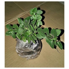 Bibit Tanaman Murah Oregano