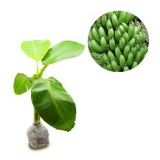 Bibit Tanaman Murah Pisang Cavendish