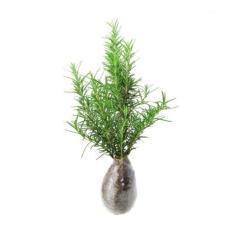 Bibit Tanaman Murah Rosemary
