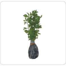 Bibit Tanaman Murah Seledri 5pcs
