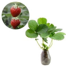 BIBIT TANAMAN MURAH - Strawberry