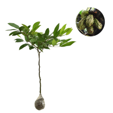 Bibit Tanaman Nam Nam