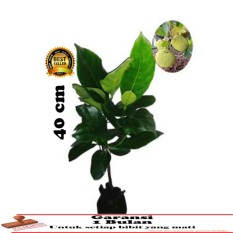 bibit tanaman nangka mini 40cm