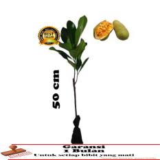 BIBIT TANAMAN Nangkadak 50Cm