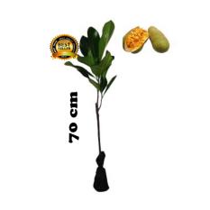 BIBIT TANAMAN nangkadak 70cm