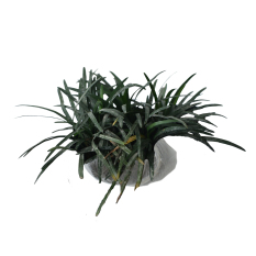Bibit Tanaman Rumput Kucai Mini