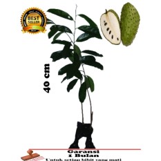 bibit TANAMAN sirsak madu 40cm