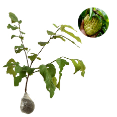 Bibit Tanaman Srikaya Jumbo