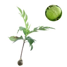 Bibit Tanaman Sukun
