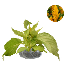 Bibit Tanaman Yellow Dwarf Celosia