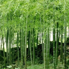 Keluarga Besar: 100 Pcs Phyllostachys Pubescens Moso Bambu Penanaman Bibit Abadi Rumah Tanaman-Intl