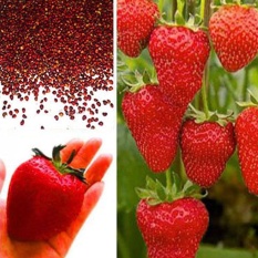 Keluarga Besar: 100 Pcs/pack Merah Strawberry Penanaman Bibit Buah Rumah Tanaman Juicy Lezat-Intl