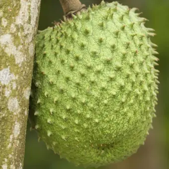 Biji Benih Buah Delima Jumbo Berisi 5 Butir Daftar Harga Terbaru Source · BIJI BENIH BUAH SIRSAK MADU BERISI 5 BUTIR