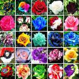 Семена Роз Купить Многолетние