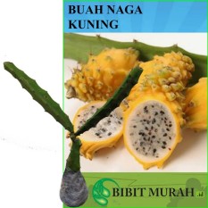 Buah Naga Kuning