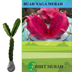 Buah Naga Merah