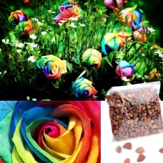 Clearance Sale Sunwonder Tanaman Keras Berbunga Indah Roses 500 Pcs Rose Biji Warna-Intl