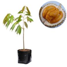 Durian Buah Durian Duri Hitam - Tinggi 60Cm