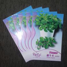 EKSLUSIVE Benih Herb Sweet Oregano Utk Hidroponik- Aquaponik- Organi