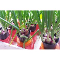 Jirifarm Bibit Bawang Merah Kemasan 20 Butir
