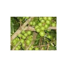 Bibit Pohon Kacang Makadamia Nut isi 3 bibit