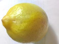 Bibit Jeruk Lemon Kuning per paket isi 5 bibit