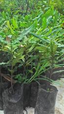 Jual Bibit Pohon Kacang Makadamia Nut per paket isi 5 bibit